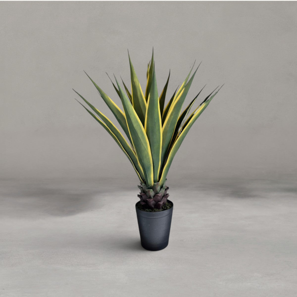 HANKI Agave faux succulent plant home decor George South Africa