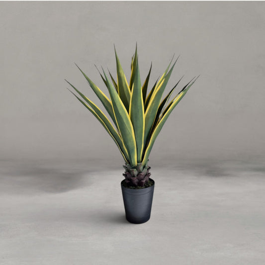 HANKI Agave faux succulent plant home decor George South Africa