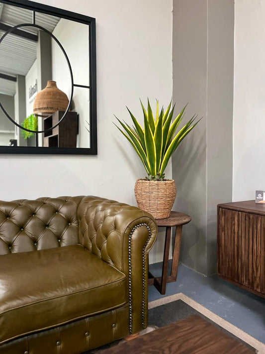 HANKI Agave faux succulent styled in the George showroom